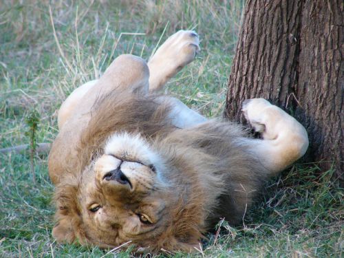 Liūtas, Afrika, Gyvūnas, Laukinė Gamta, Safari, Patinas