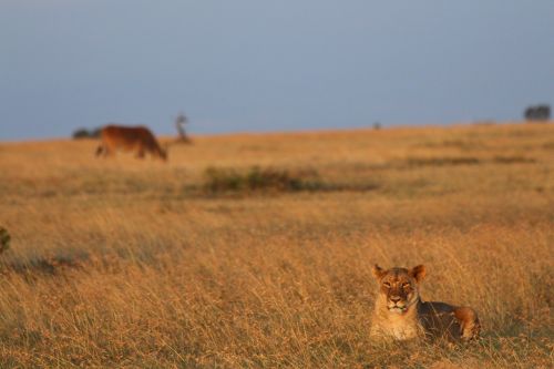 Liūtas, Eland, Kenya