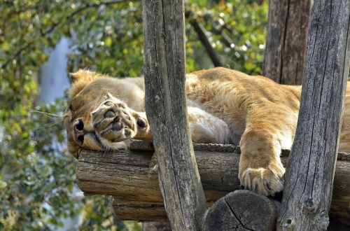 Liūtas, Moteris, Liūtas, Katė, Didelė Katė, Wildcat, Zoologijos Sodas, Laukinės Gamtos Fotografija, Siesta, Miegoti