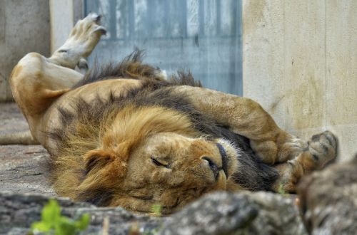 Liūtas, Patinas, Katė, Didelė Katė, Wildcat, Zoologijos Sodas, Laukinės Gamtos Fotografija, Siesta, Miegoti