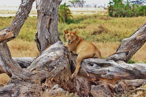 Liūtas, Tanzanija, Safari, Serengeti, Afrika, Gyvūnas, Moteris, Mėsėdis