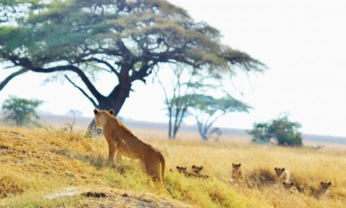 Liūtas, Pasididžiavimas, Katė, Gyvūnas, Mielas, Mėsėdis, Kačių, Liūtas, Safari, Laukinė Gamta, Afrika, Tanzanija, Wildcat, Plėšrūnas, Žmogus-Eateras, Liūto Moterys