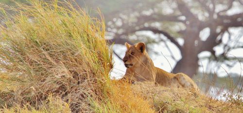 Liūtas, Afrika, Safari, Tanzanija, Gamta, Serengeti, Gyvūnas