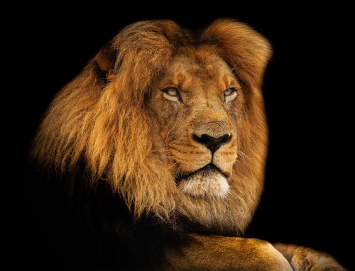 Liūtas, Karalius, Žiurkė, Afrika, Žinduolis, Safari, Kačių, Leo, Stiprus, Gamta, Plėšrūnas
