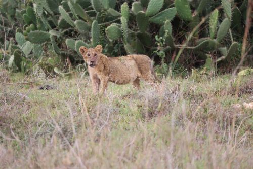 Liūtas, Laukinė Gamta, Safari, Afrika, Kenya, Maasai Mara