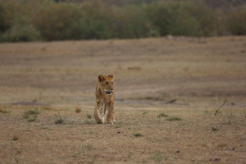 Liūtas, Simba, Laukinė Gamta, Safari, Afrika, Kenya, Maasai Mara