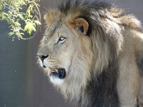 Liūtas, Laukinė Gamta, Gyvūnas, Zoologijos Sodas, Afrikos, Katė, Galva, Žiurkė