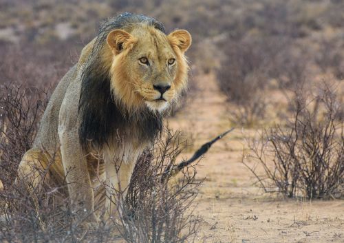 Liūtas, Afrika, Kalahari, Safari, Plėšrūnas, Namibija, Katė, Nacionalinis Parkas