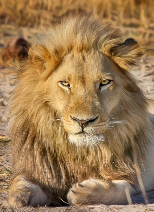 Liūtas, Safari, Afrika, Plėšrūnas, Nacionalinis Parkas, Wildcat, Katė, Didelė Katė, Pietų Afrika, Botsvana, Liūto Pasididžiavimas, Gamta, Gyvūnai, Savana, Laukinis Gyvūnas, Gyvūnų Pasaulis, Kraštovaizdis, Stepė, Dykuma
