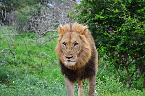 Liūtas, Laukinė Gamta, Gamta, Plėšrūnas, Gyvūnai, Kruger Parkas, Dideli Penki, Afrika