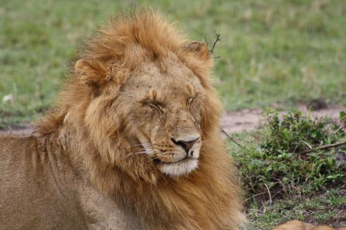 Liūtas, Masai Mara, Kenya, Afrika, Safari, Plėšrūnas