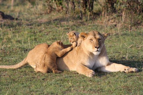 Liūtas, Cubs, Liūto Jauniklis, Jaunas, Kūdikis, Afrika, Kenya, Masai Mara