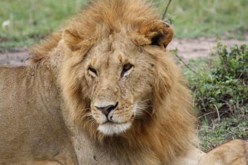Liūtas, Afrika, Kenya, Masai Mara, Safari