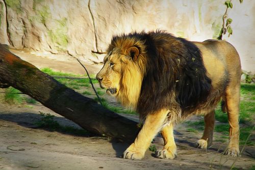 Liūtas, Zoologijos Sodas, Gyvūnas, Didelė Katė