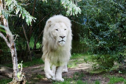 Liūtas,  Baltasis Liūtas,  Kačių,  Gyvūnas,  Be Honoraro Mokesčio