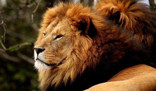 Liūtas,  Predator,  Pavojinga,  Karčiai,  Didelė Katė,  Patinas,  Zoo,  Laukinis Gyvūnas,  Afrikoje,  Gyvūnas,  Tierpark Hellabrunn
