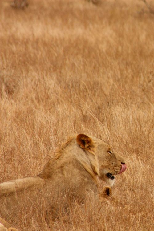 Liūtas,  Gyvūnas,  Šeima,  Laukiniai,  Žinduolis,  Safari,  Afrika,  Kelionė,  Kenya,  Tsavo,  Nuotykis,  Tyrinėti,  Liūtas