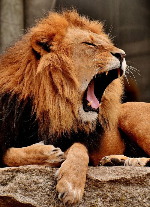Liūtas,  Predator,  Pavojinga,  Karčiai,  Didelė Katė,  Patinas,  Zoo,  Laukinis Gyvūnas,  Afrikoje,  Gyvūnas,  Tierpark Hellabrunn
