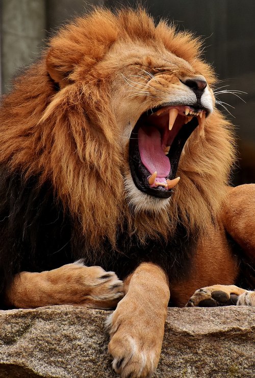 Liūtas,  Predator,  Žiovauti,  Pavojinga,  Karčiai,  Didelė Katė,  Patinas,  Zoo,  Laukinis Gyvūnas,  Afrikoje,  Gyvūnas,  Tierpark Hellabrunn