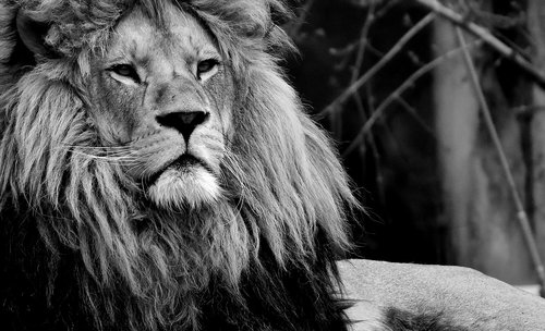 Liūtas,  Predator,  Juoda Ir Balta,  Pavojinga,  Karčiai,  Didelė Katė,  Patinas,  Zoo,  Laukinis Gyvūnas,  Afrikoje,  Gyvūnas,  Tierpark Hellabrunn