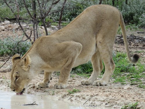 Liūtas,  Afrikoje,  Didelė Katė,  Etosha Nacionalinis Parkas,  Namibija