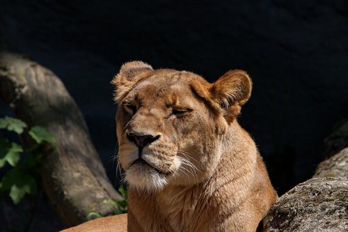 Liūtas,  Liūtės,  Predator,  Didelė Katė,  Moteris,  Hagenbeck Zoologijos Sodas