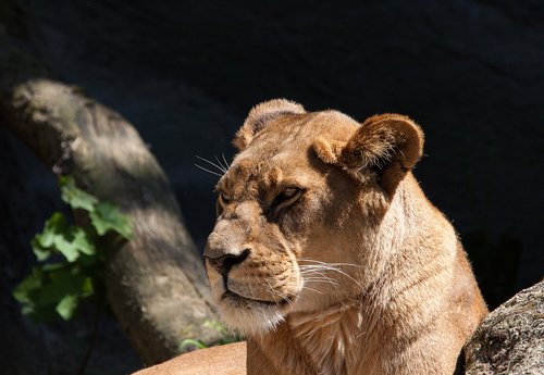 Liūtas,  Liūtės,  Predator,  Didelė Katė,  Moteris,  Hagenbeck Zoologijos Sodas