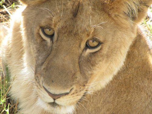 Liūtas, Iš Arti, Tanzanija