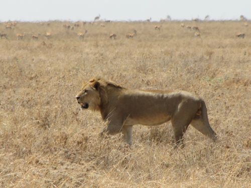 Liūtas, Veikia, Gyvūnai, Fonas, Medžioklė, Tanzanija