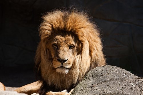Liūtas,  Predator,  Patinas,  Gyvūnas,  Zoologijos Sodas