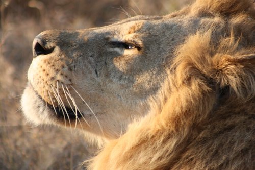 Liūtas,  Afrikoje,  Botsvana