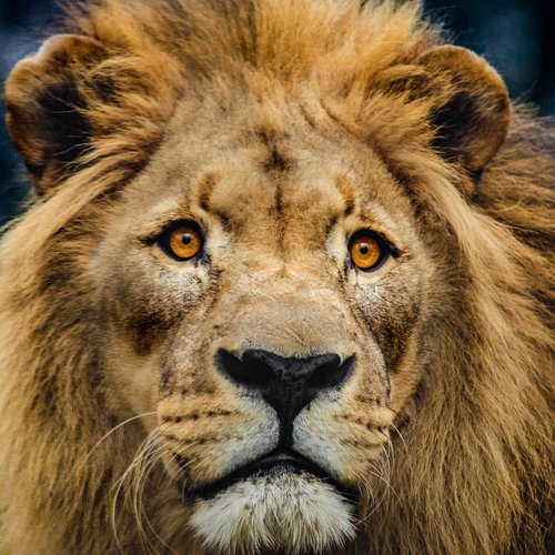 Liūtas,  Galva,  Didelė Katė,  Katė,  Predator,  Karčiai,  Karalius Liūtas,  Vyrai,  Iš Arti,  Veidas,  Afrikoje,  Peržiūrėti,  Akys,  Grožio,  Galingas,  Pavojinga,  Žinduolis,  Portretas