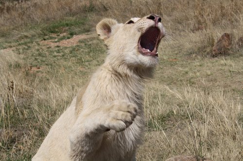 Liūtas,  Pietų Afrika,  Pobūdį,  Gyvūnijos Pasaulyje,  Predator,  Didelė Katė