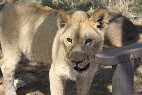 Liūtas,  Predator,  Gyvūnijos Pasaulyje,  Didelė Katė,  Mėsėdžiai,  Pietų Afrika