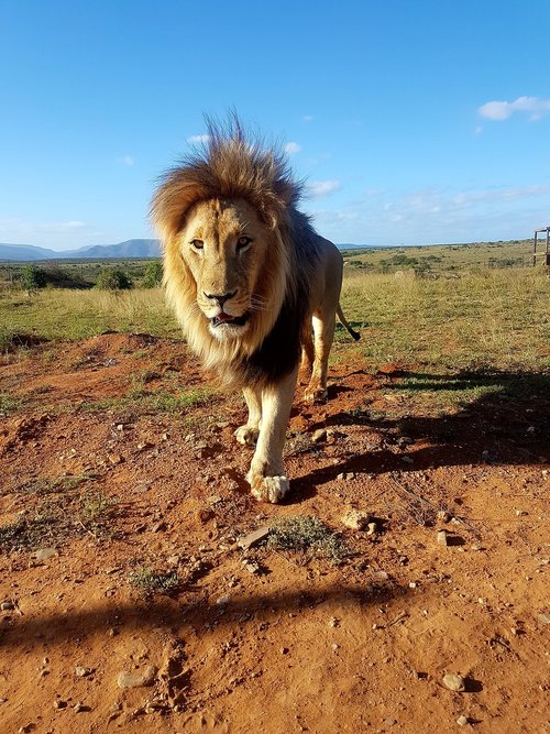 Liūtas,  Pietų Afrika,  Karčiai,  Safari,  Dykuma,  Didelė Katė