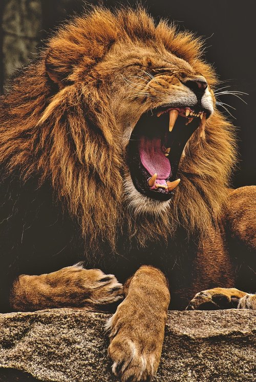 Liūtas,  Predator,  Pavojinga,  Karčiai,  Didelė Katė,  Patinas,  Zoo,  Laukinis Gyvūnas,  Afrikoje,  Gyvūnas,  Tierpark Hellabrunn,  Tumblr Ekrano Užsklanda