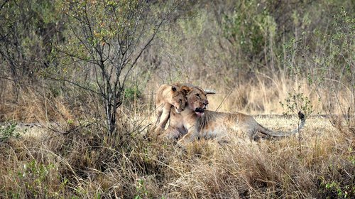 Liūtas,  Liūtės,  Kenija,  Afrikoje,  Safari,  Predator,  Gyvūnai,  Jauniklis
