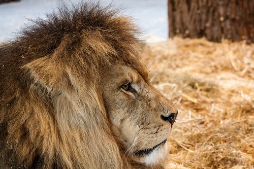 Liūtas,  Predator,  Didelė Katė,  Gyvūnas,  Žinduolis,  Afrikoje,  Laukinis Gyvūnas,  Patinas,  Gyvūnijos Pasaulyje,  Pavojinga,  Zoo,  Tatzmania Löffingen,  Iš Arti,  Gamta