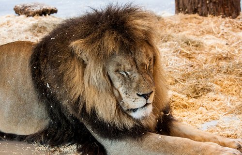 Liūtas,  Predator,  Didelė Katė,  Gyvūnas,  Žinduolis,  Afrikoje,  Laukinis Gyvūnas,  Patinas,  Gyvūnijos Pasaulyje,  Pavojinga,  Zoo,  Tatzmania Löffingen,  Iš Arti,  Gamta