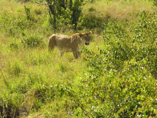 Liūtas, Gamta, Laukinė Gamta, Afrika, Safari