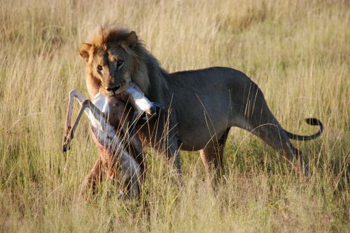 Liūtas, Antilopė, Kačiukas, Medžioklė, Gamta, Safari, Etosha Nacionalinis Parkas, Namibija, Etosha