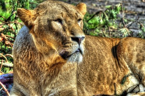 Liūtas, Liūtas, Serengeti Nacionalinis Parkas Pakabinti Ha, Wildcat, Gyvūnai, Zoologijos Sodas, Plėšrūnas, Katė
