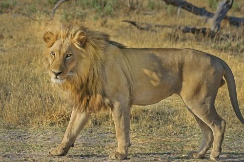 Liūtas, Wildcat, Safari, Afrika, Gyvūnų Pasaulis, Laukinė Gamta, Liūtas, Laukinis Gyvūnas, Nacionalinis Parkas, Dykuma, Pietų Afrika, Botsvana, Gamta