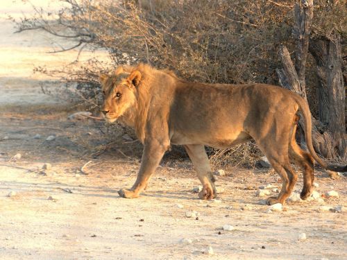 Liūtas, Safari, Etosha Nacionalinis Parkas, Gyvūnas, Plėšrūnas, Katė, Didelė Katė