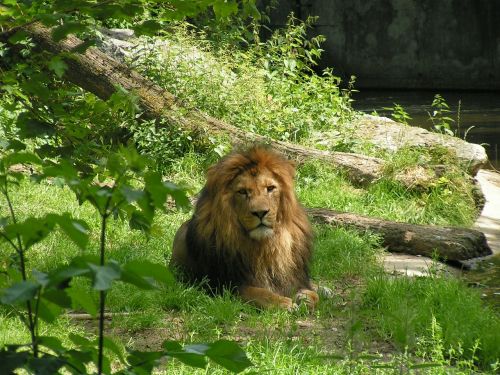 Liūtas, Žvėries Karalius, Didelė Katė