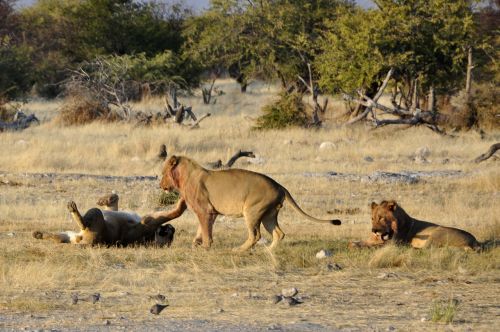 Liūtas, Žaisti, Afrika, Gyvūnai, Etosha, Namibija