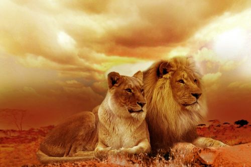 Liūtas, Safari, Afrika, Kraštovaizdis, Stepė, Saulėlydis, Gamta, Dusk, Perspektyva, Gamtos Stebūklai, Outback, Gyvūnai, Liūtas, Debesys, Didelės Katės, Laukiniai Gyvūnai