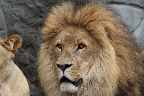 Liūtas, Panthera Leo, Liūtas, Gyvūnų Pasaulis, Afrika, Gyvūnai, Plėšrūnas, Didelė Katė, Katė
