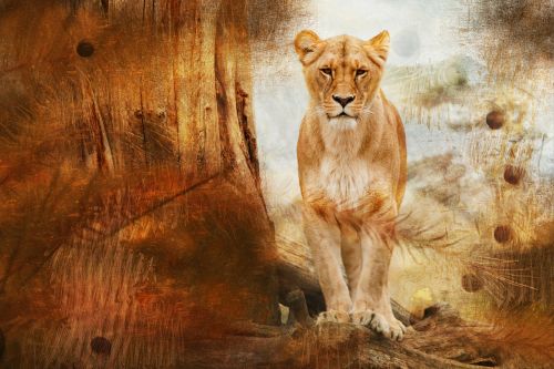 Liūtas, Kailis, Didelė Katė, Gyvūnai, Žinduolis, Afrika, Safari
