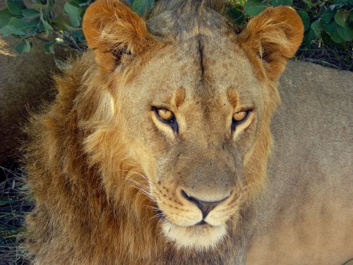 Liūtas, Laukiniai, Laukinė Gamta, Didelė Katė, Galva, Portretas, Kačių, Plėšrūnas, Chobe, Parkas, Botsvana
